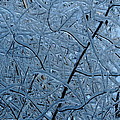  Vegetation After Ice Storm 