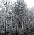 Forest With Freezing Fog