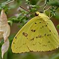 Newly Emerged Cloudless Sulphur Butterfly With Chrysalis In Background