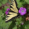 Tiger Swallowtail Butterfly On Geranium