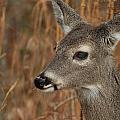 Portrait Of  Browsing Deer